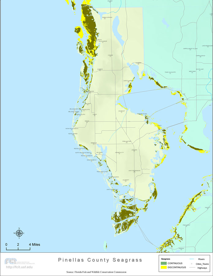 Florida Seagrass: Pinellas