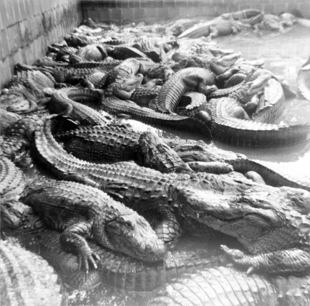 Alligators at the Everglades Reptile Gardens
