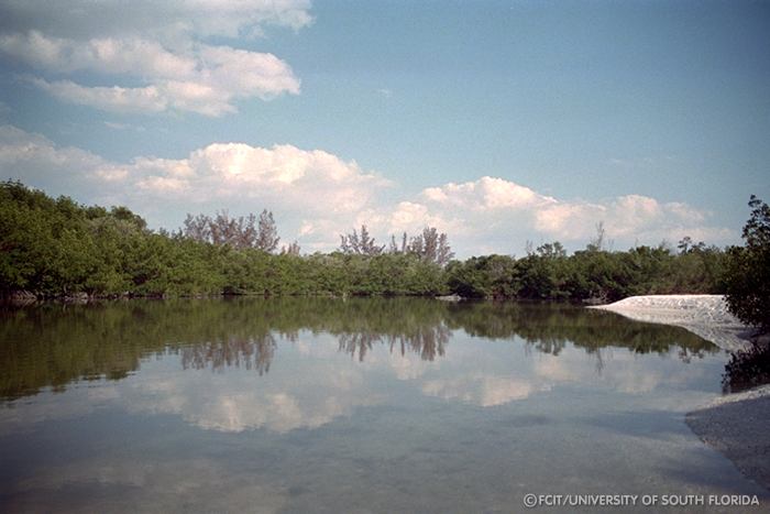 Mangroves along the river