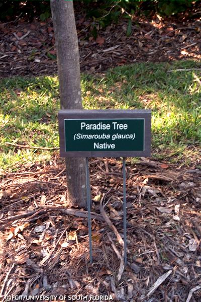 Paradise tree
