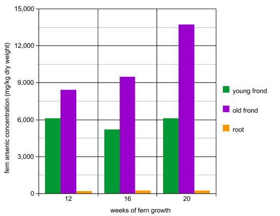 Fern graph showing fern arsenic concentrations in young fronds, old fronds, and roots