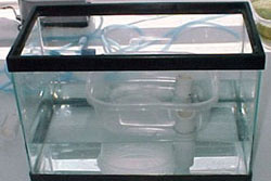 photo of germination chamber placed inside aquarium
