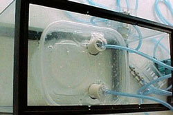 photo of aquarium and germination chamber set-up