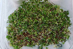 photo of Indian mustard seed sprouts
