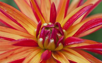 Photo of the Month: Dahlia