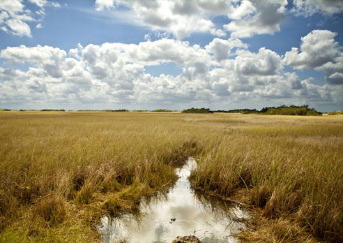 Photo of the Month: Everglades Shark Valley