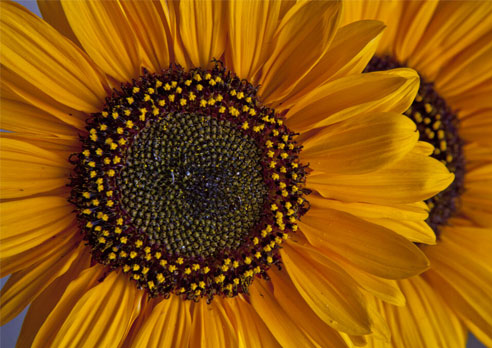 Photo of the Month: Sunflowers