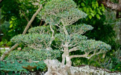 Photo of the Month: Bonsai – Art, Social Studies, Science